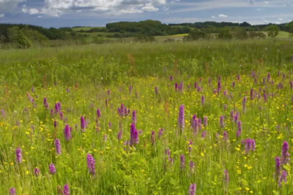 Dine gæster vil betale mere for en grøn oplevelse – tallene beviser det