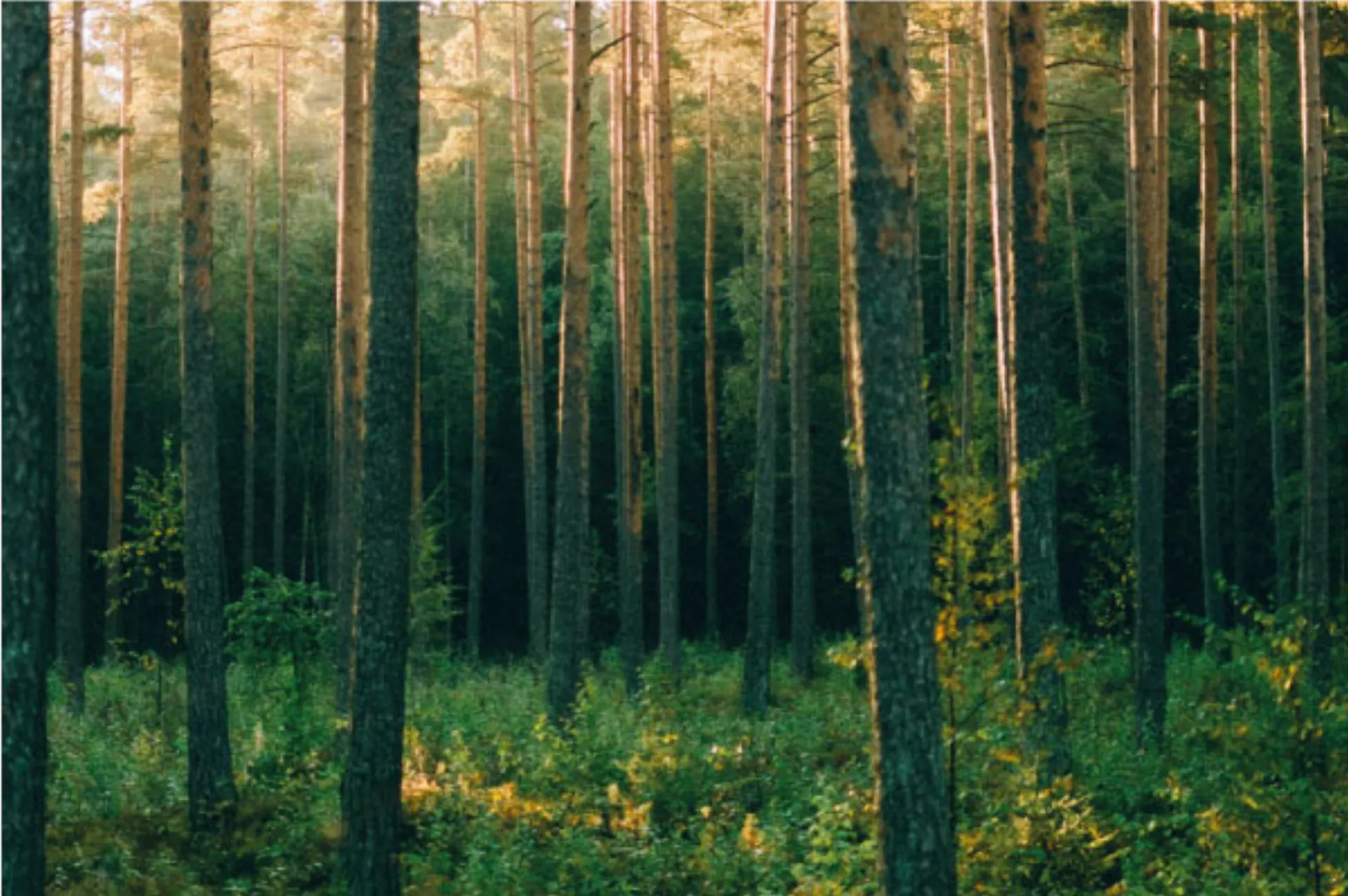 Kom med på rejsen mod en grønnere fremtid