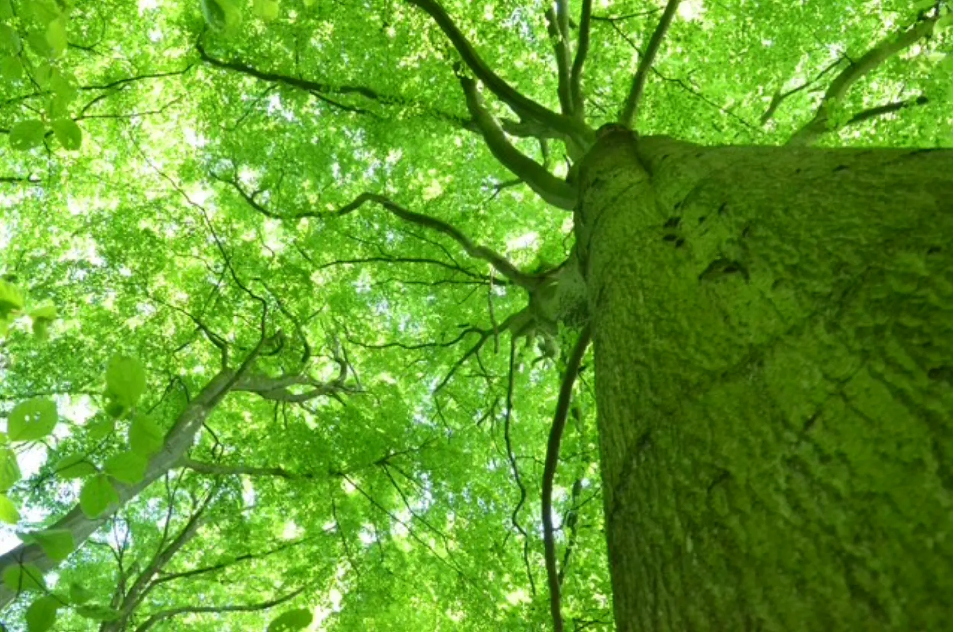 Her er en overskrift